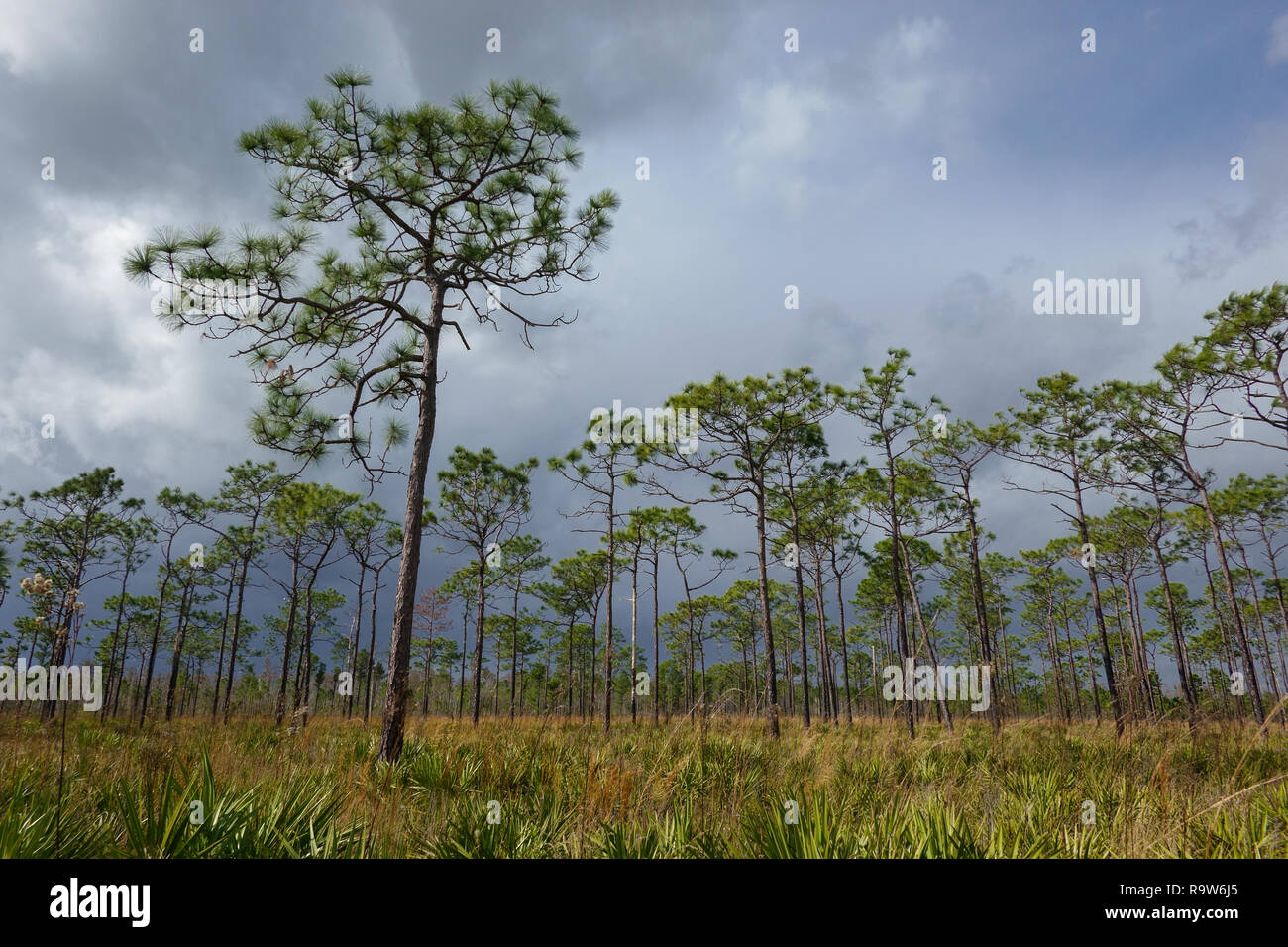 Der Blick von der Pine Island East Loop Trail im Shingle Creek Management Area in der Nähe von Orlando, Florida, als ein plötzlicher Sturm Rollen in. Stockfoto