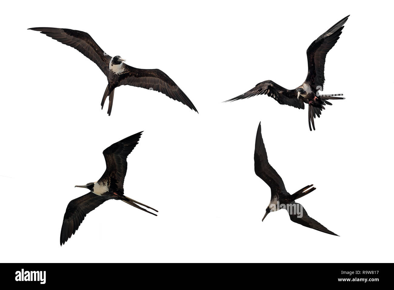 Erwachsene Frau Fregata magnificens Herrliche Frigate in verschiedenen Haltungen auf weißem Hintergrund fliegen Stockfoto