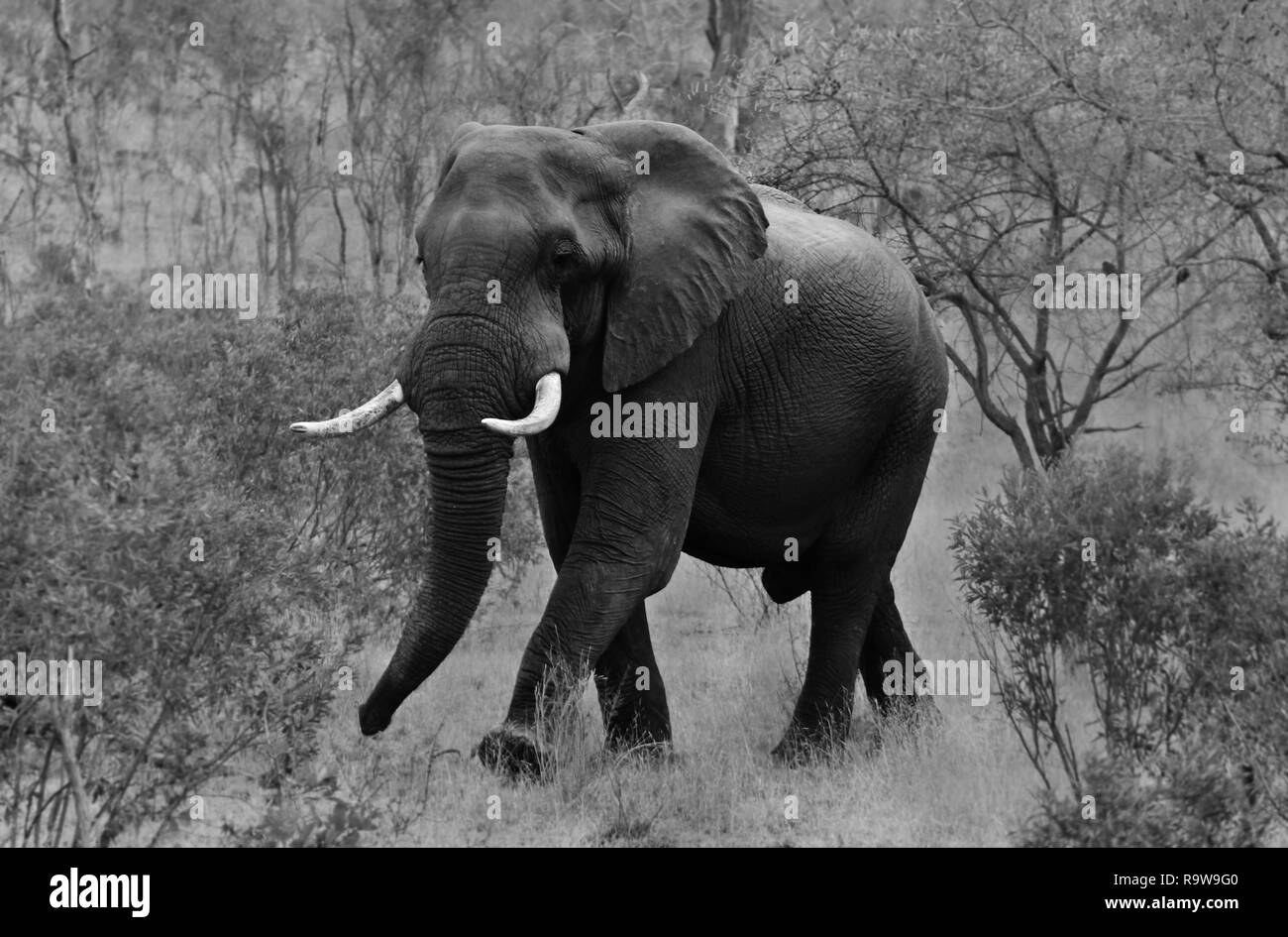 Schwarz-weiß Foto von Einzelne männliche Elefanten zu Fuß durch die Underwood, Etosha National Park, Namibia Stockfoto