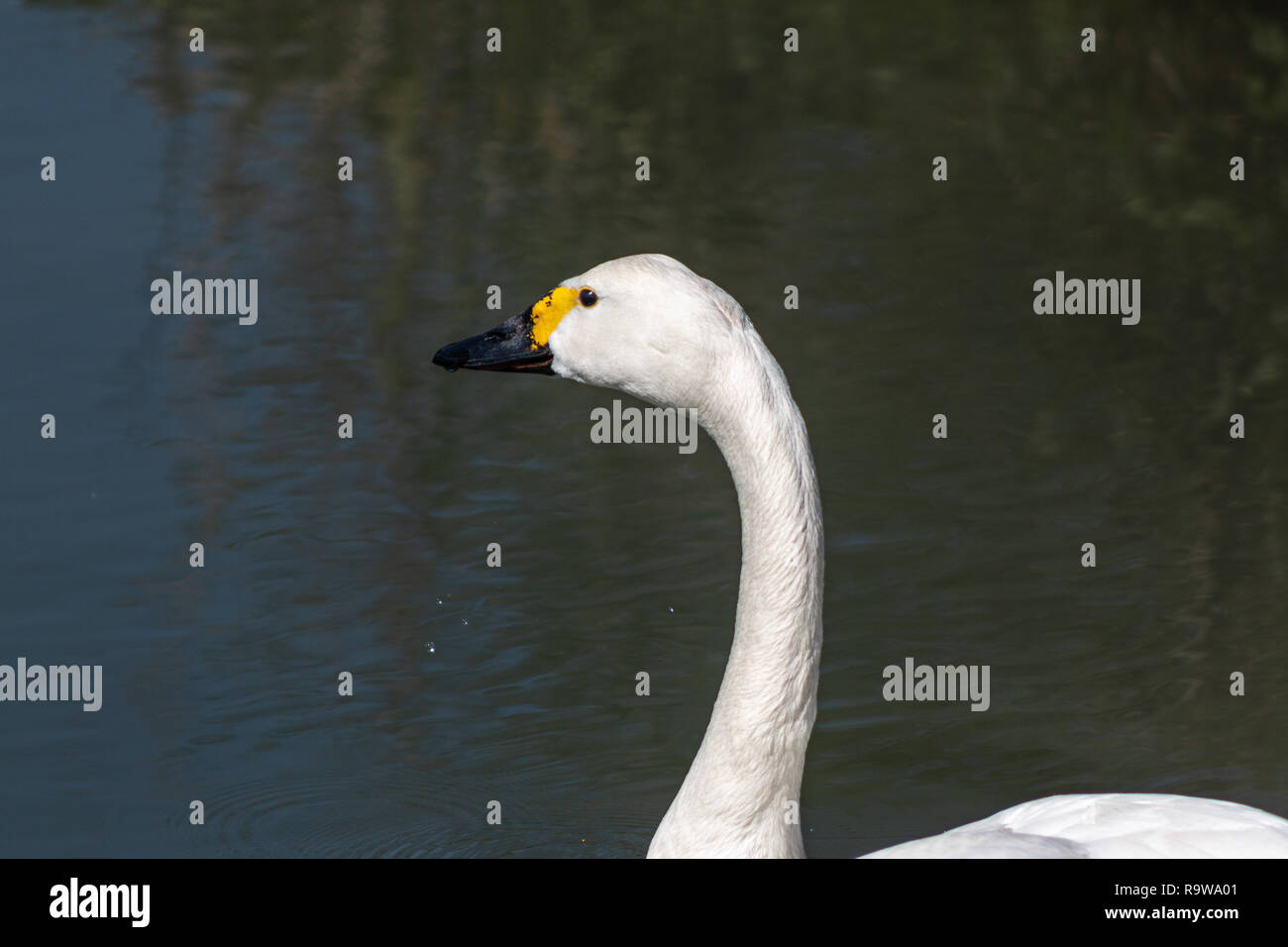 Nahaufnahme des Kopfes und des Halses eines Bewick Swan Stockfoto