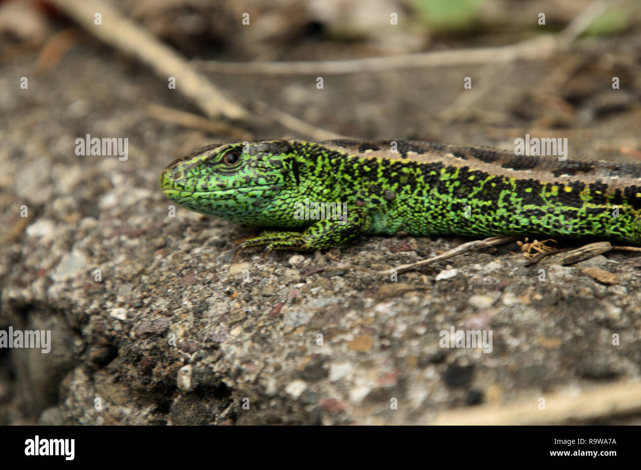 Männliche Zauneidechse, Sonnenbaden auf den Garten Wand, Walenstadt, Schweizer Alpen Stockfoto