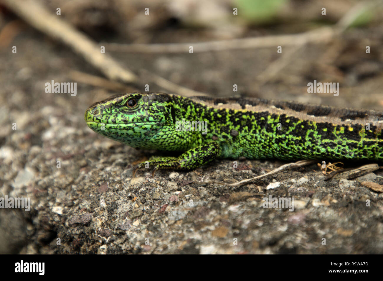 Männliche Zauneidechse, Sonnenbaden auf den Garten Wand, Walenstadt, Schweizer Alpen Stockfoto