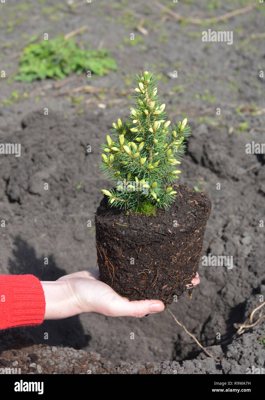 Gärtner Holding in den Händen Topfpflanzen Picea hastata 'Conica' mit Wurzeln bereit für die Anpflanzung im Garten Stockfoto