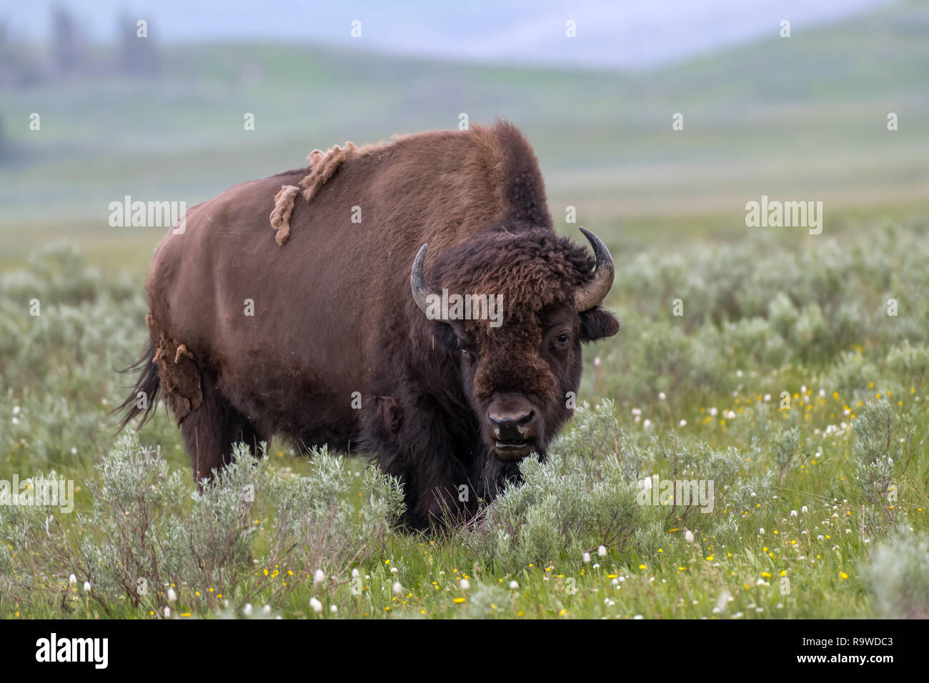 Bison in der Lamar Tal des Yellowstone National Park USA Stockfoto