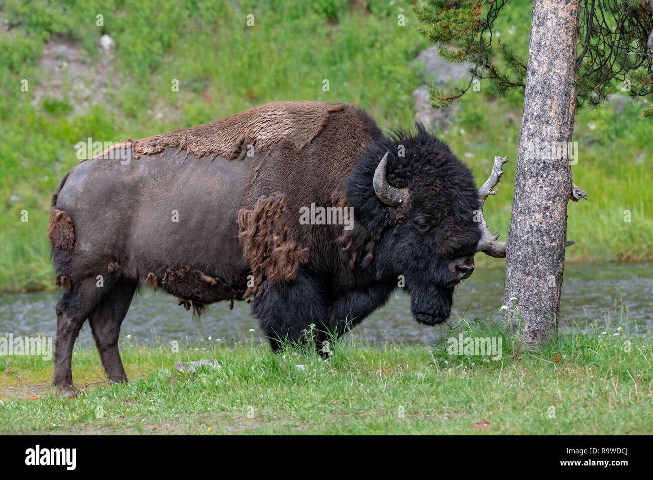 Bison in der Lamar Tal des Yellowstone National Park USA Stockfoto