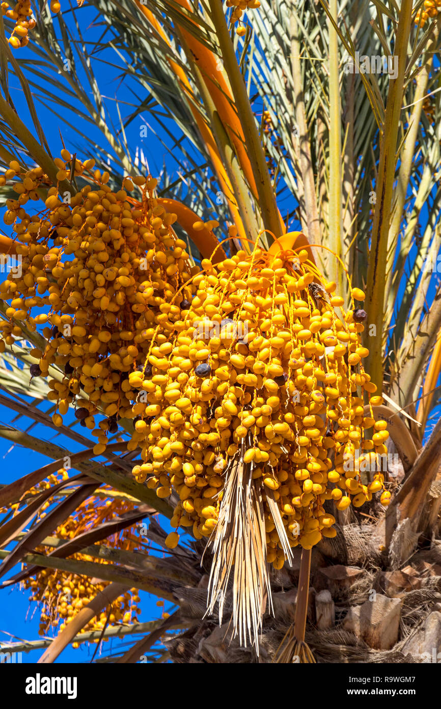 Close-up Branchen Termine Palm mit frischen Termine auf es Stockfoto