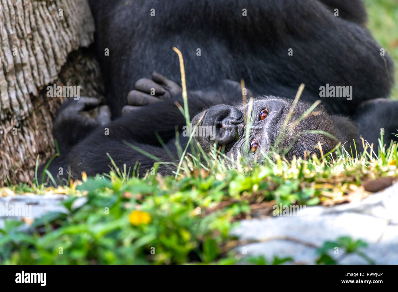 Ein Baby Silverback Gorilla liegt im Gras neben seiner Mutter, während er nach dem Spiel. Stockfoto