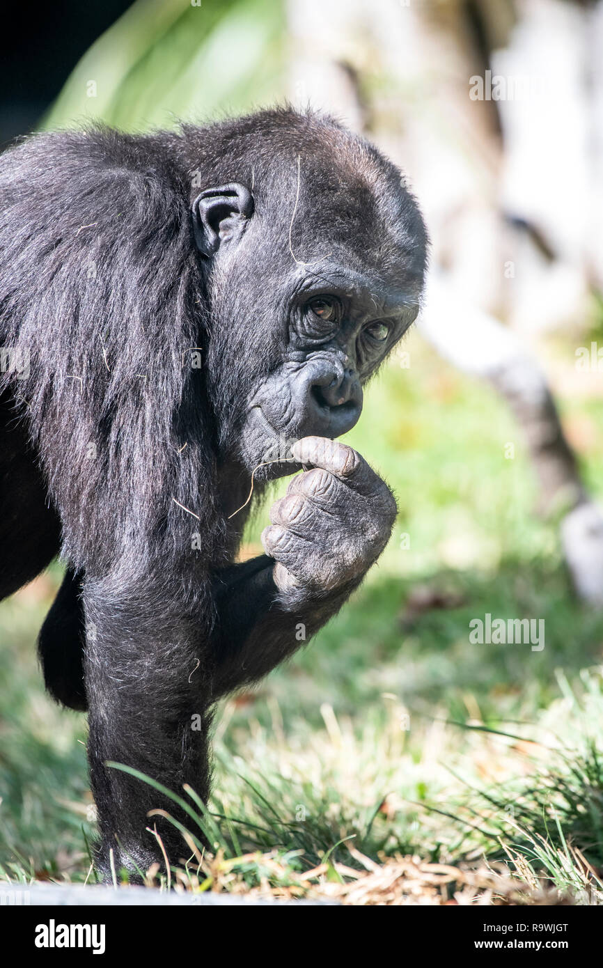 Ein Silverback Gorilla Picks an etwas Gras und es isst, während ihr Nachwuchs spielen Stockfoto