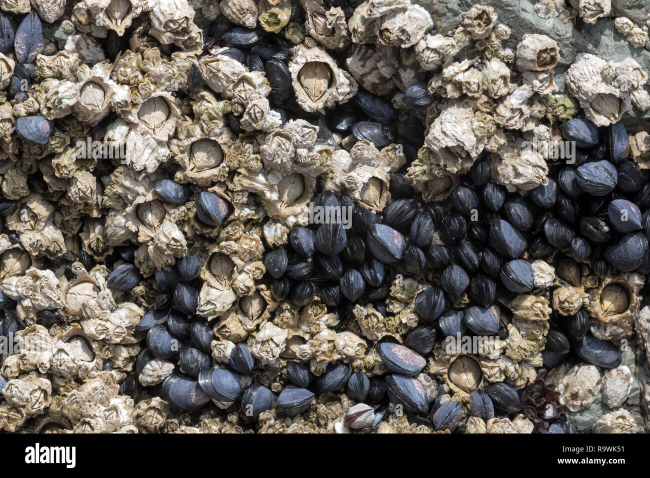 Muscheln und Seepocken ganz nah an der Küste von Oregon, USA Stockfoto