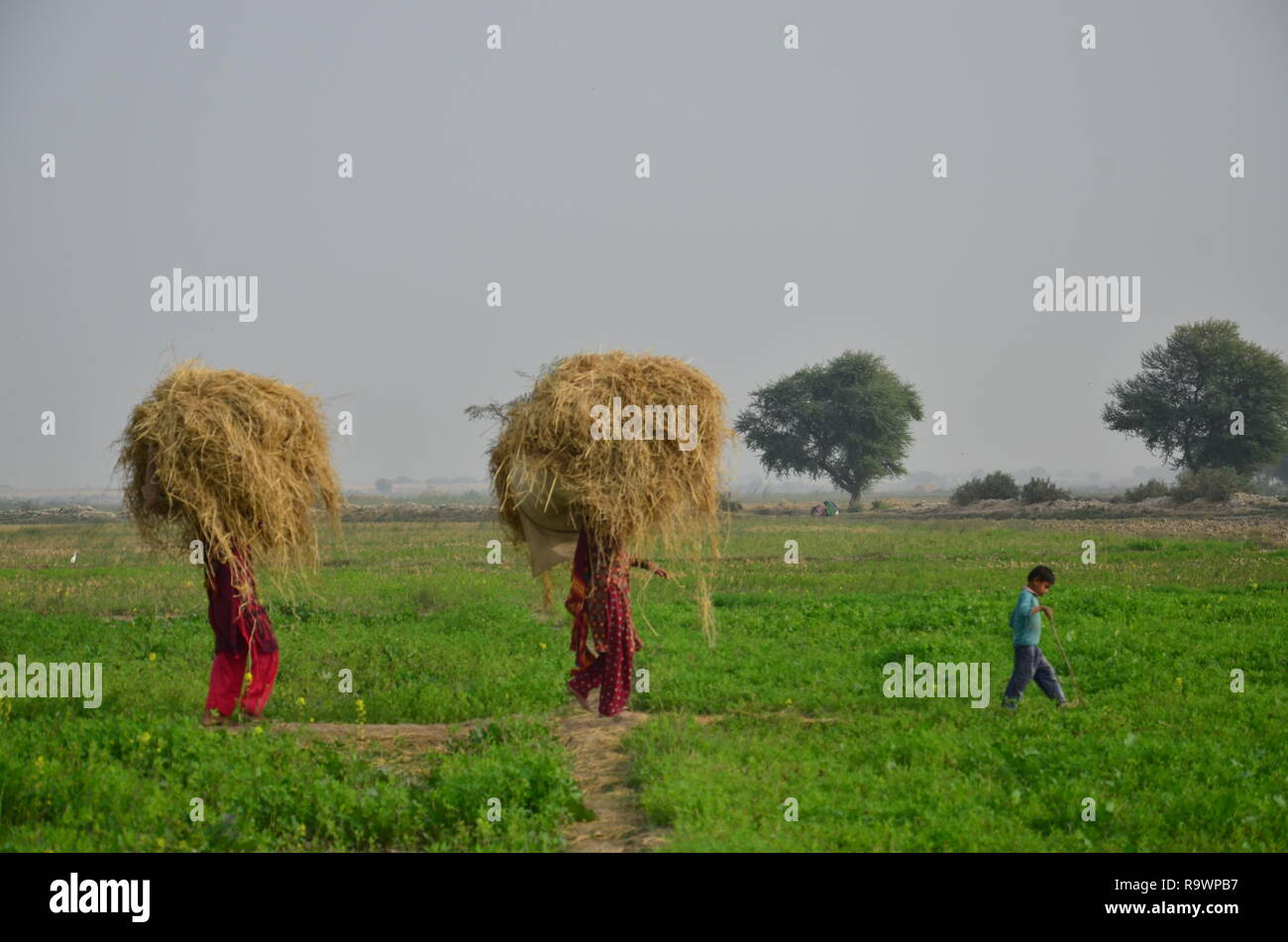 Frau und Kinder zu Fuß durch ein Feld mit Futter in der ländlichen Provinz Sindh, Pakistan. Stockfoto