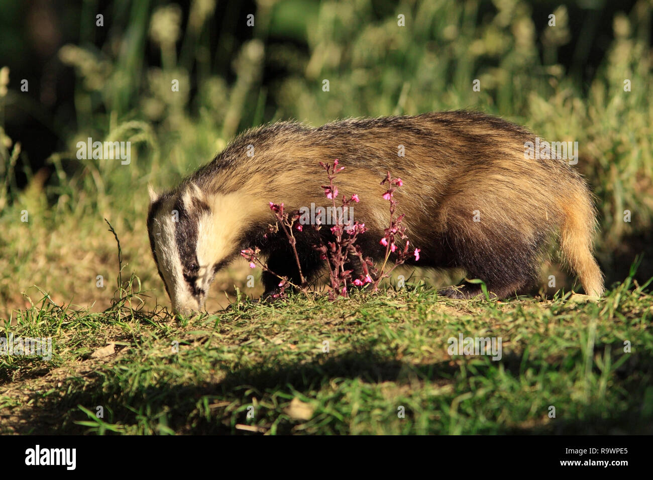 Dachs (Meles meles) Nahrungssuche am Rande seiner Sett, UK. Stockfoto