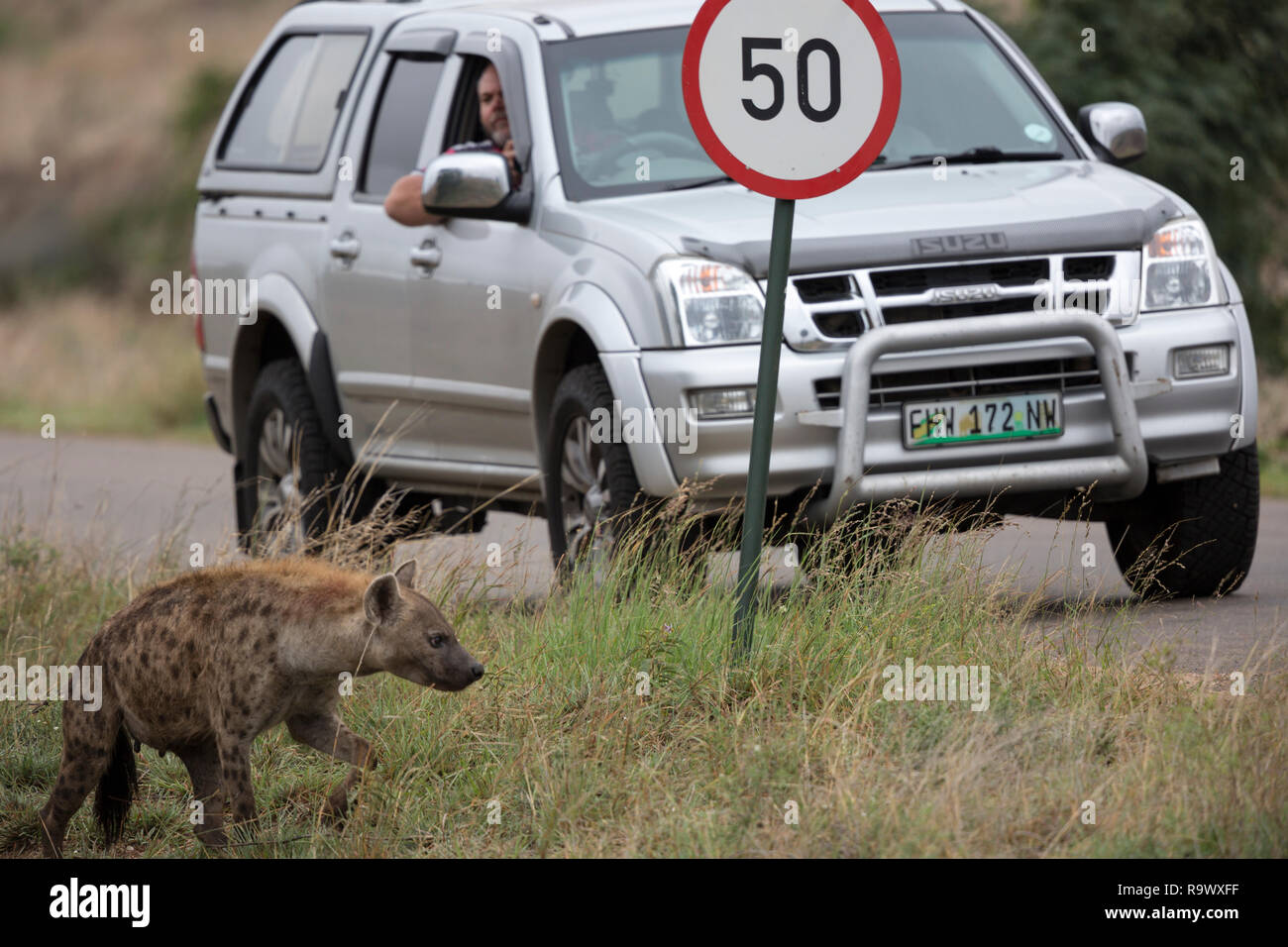 Ein Tourist auf Safari im Krüger Nationalpark sieht von seinem SUV als tüpfelhyäne die Straße überquert. Stockfoto