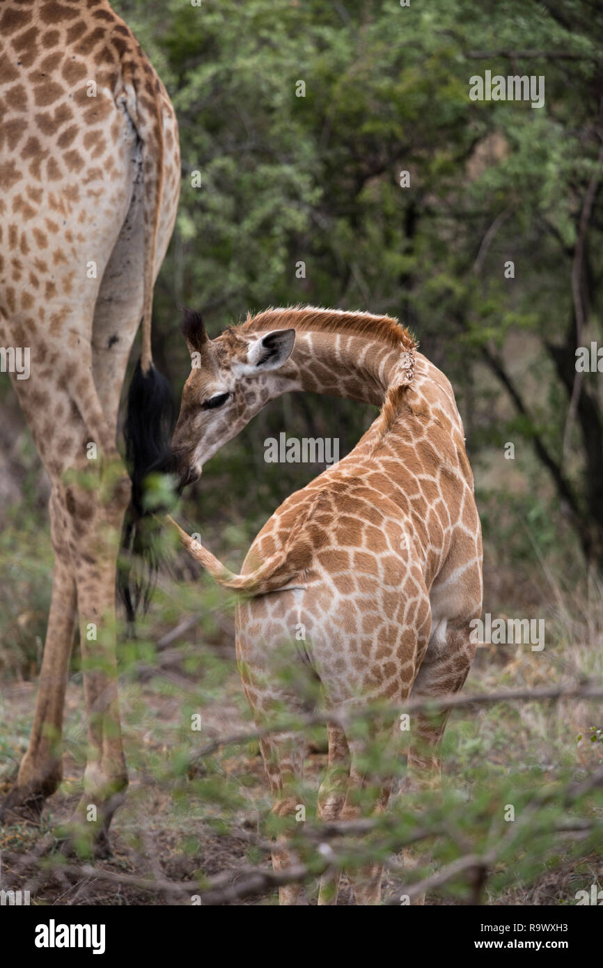 Giraffe, Krüger Nationalpark, Südafrika Stockfoto