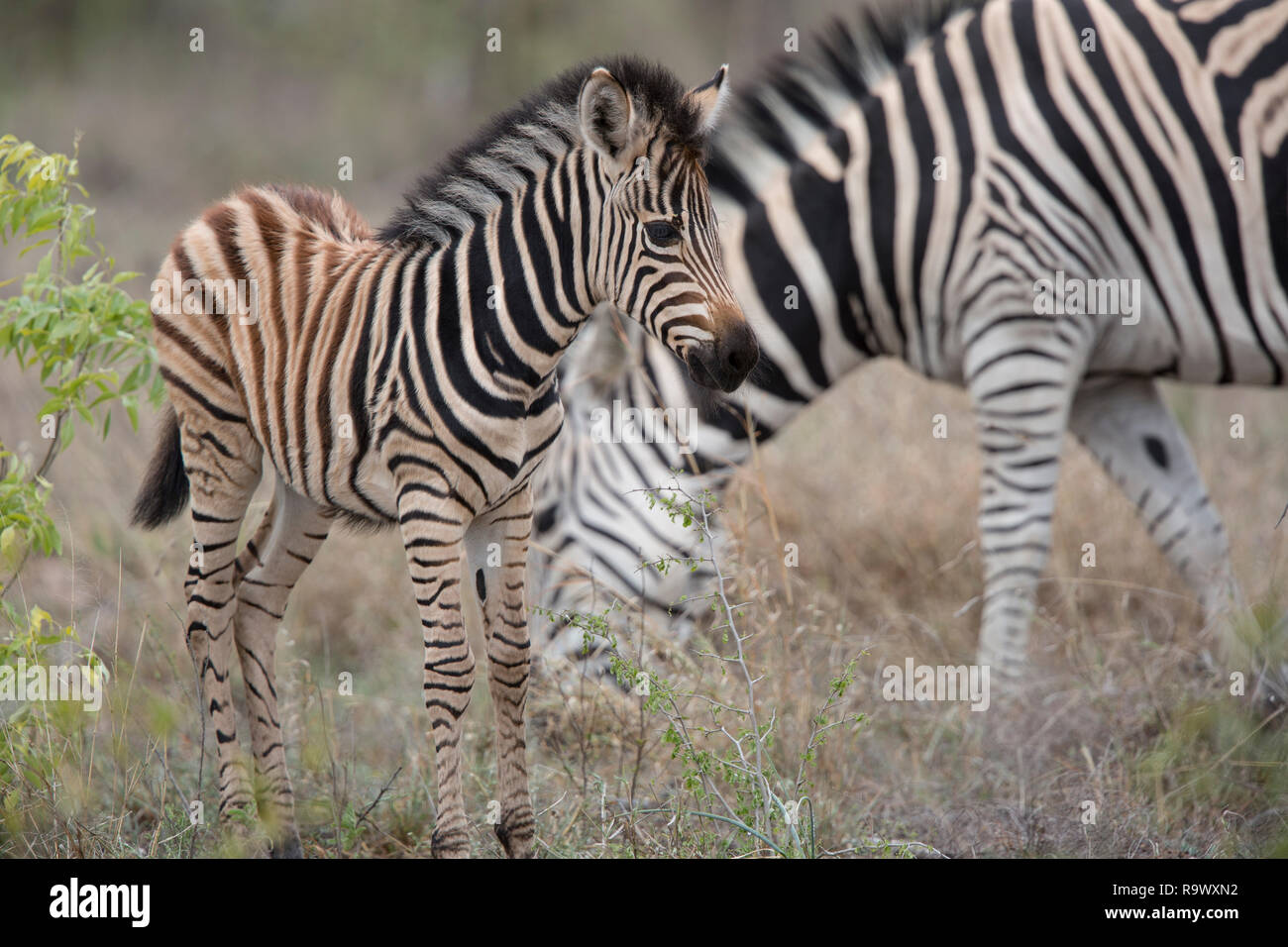 Zebra Mutter und Baby an der Krüger National Park, Südafrika Stockfoto