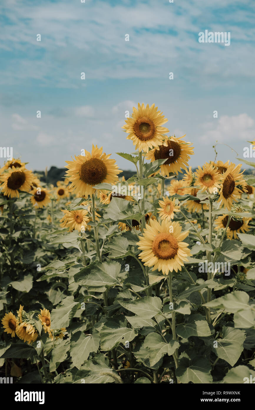 Sonnenblumen in einem blühenden Sonnenblumen Feld Stockfoto