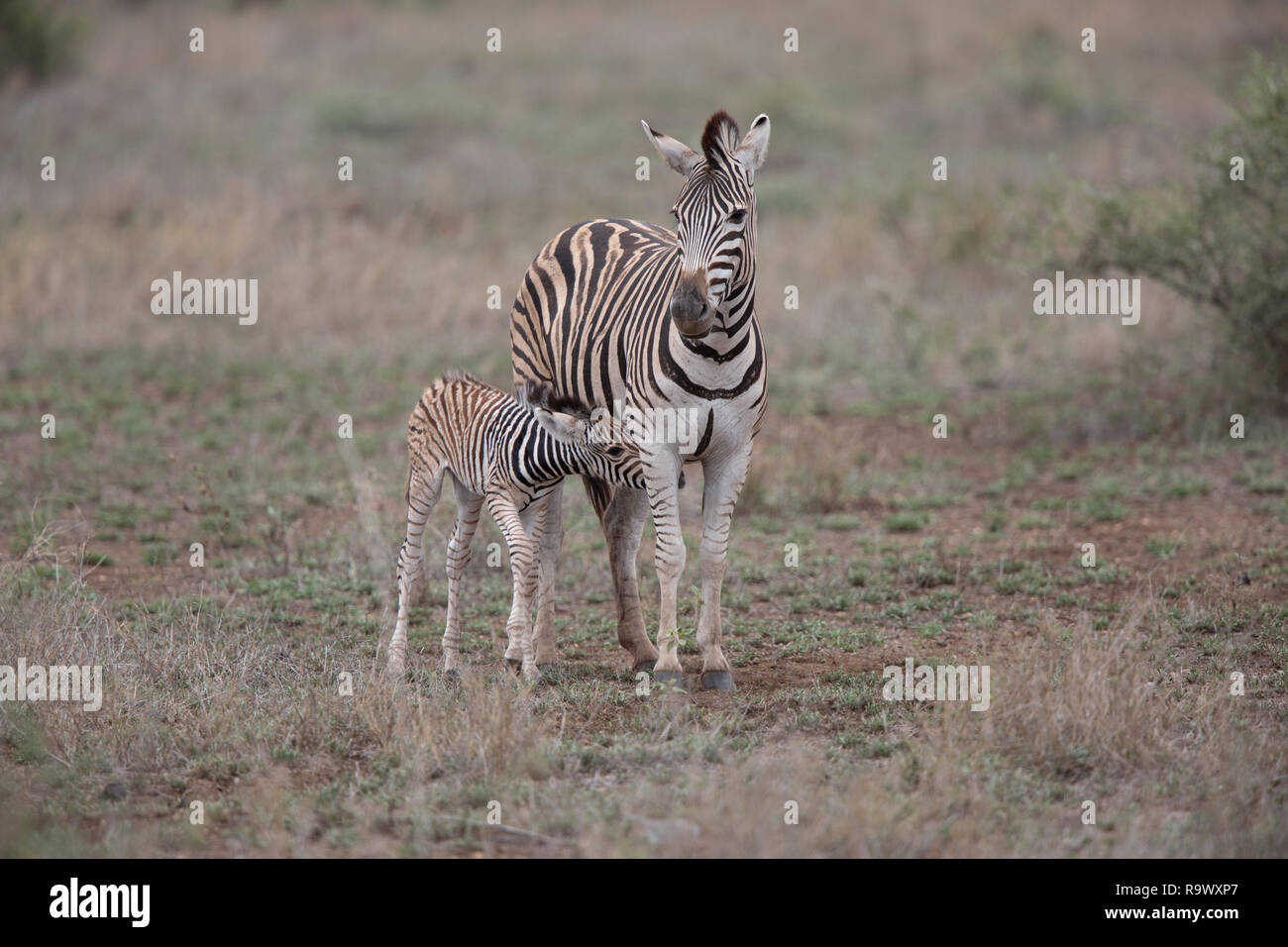 Zebra Mutter und Baby an der Krüger National Park, Südafrika Stockfoto
