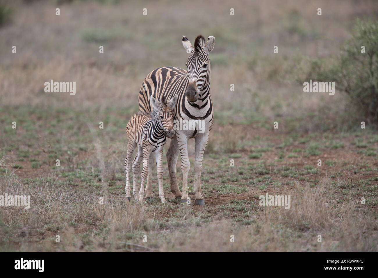 Zebra Mutter und Baby an der Krüger National Park, Südafrika Stockfoto