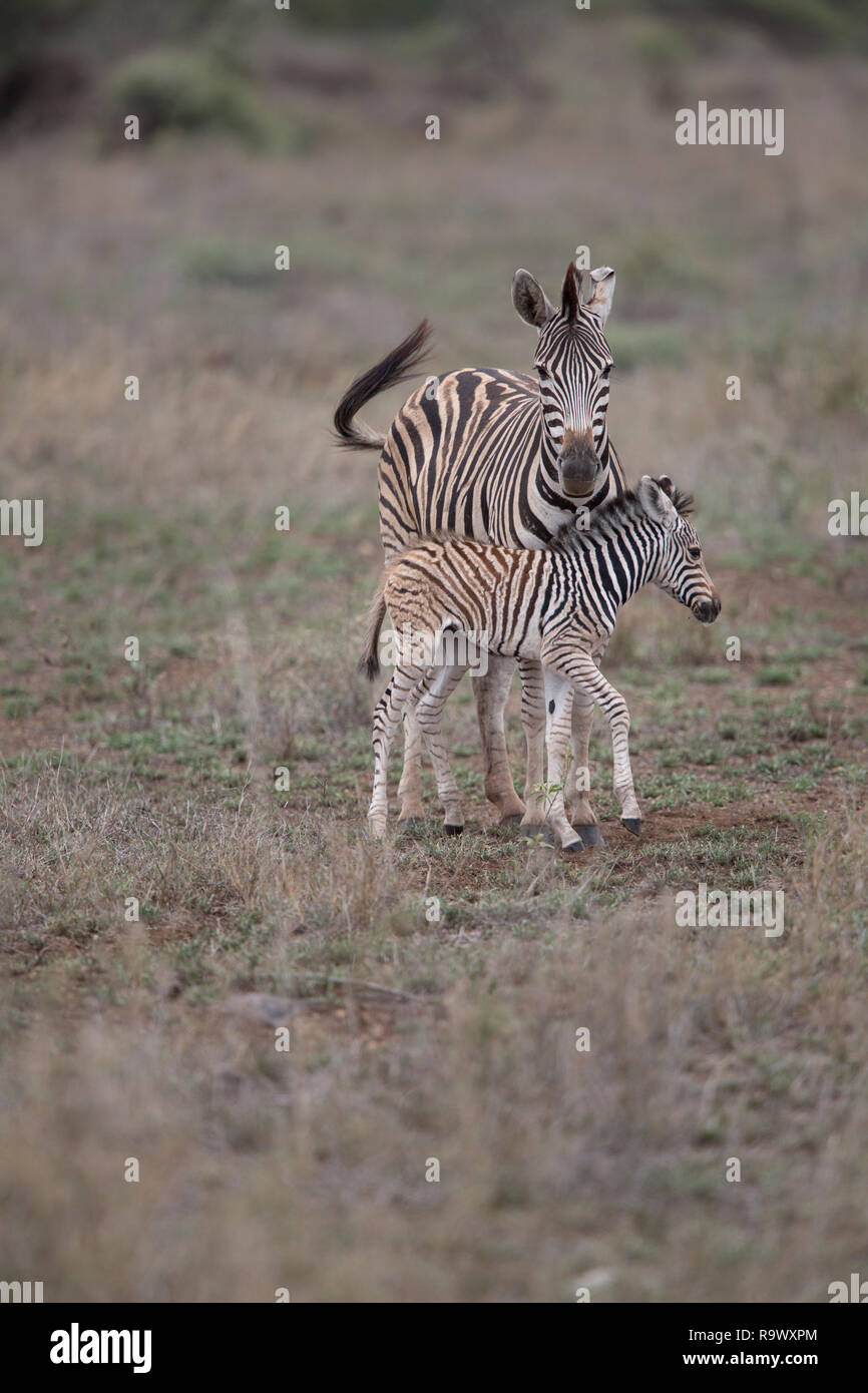 Zebra Mutter und Baby an der Krüger National Park, Südafrika Stockfoto