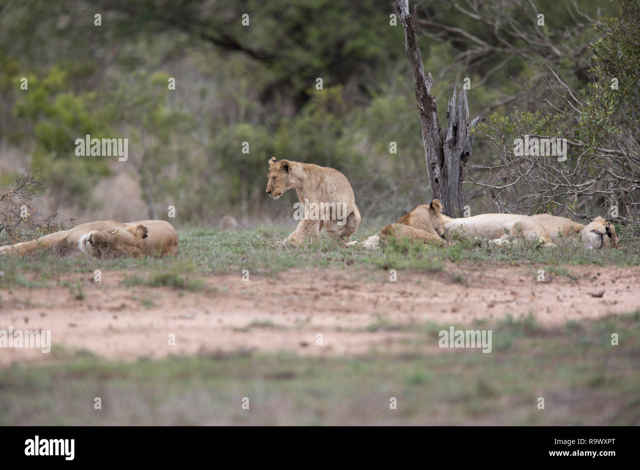 Lion cub Spaziergänge zwischen zwei schlafende Löwin, Krüger Nationalpark, Südafrika. Stockfoto