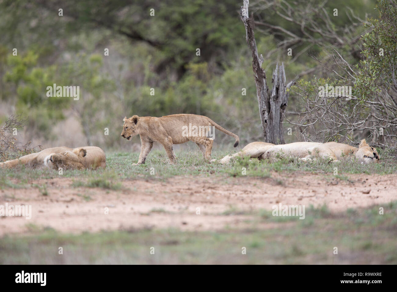 Lion cub Spaziergänge zwischen zwei schlafende Löwin, Krüger Nationalpark, Südafrika. Stockfoto