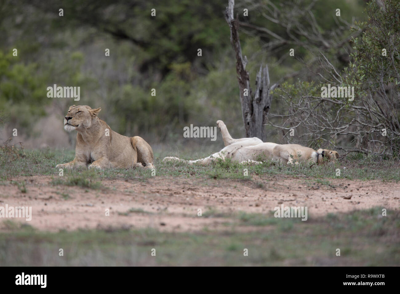 Löwin suchen Schutz vor der Hitze, Krüger Nationalpark, Südafrika Stockfoto