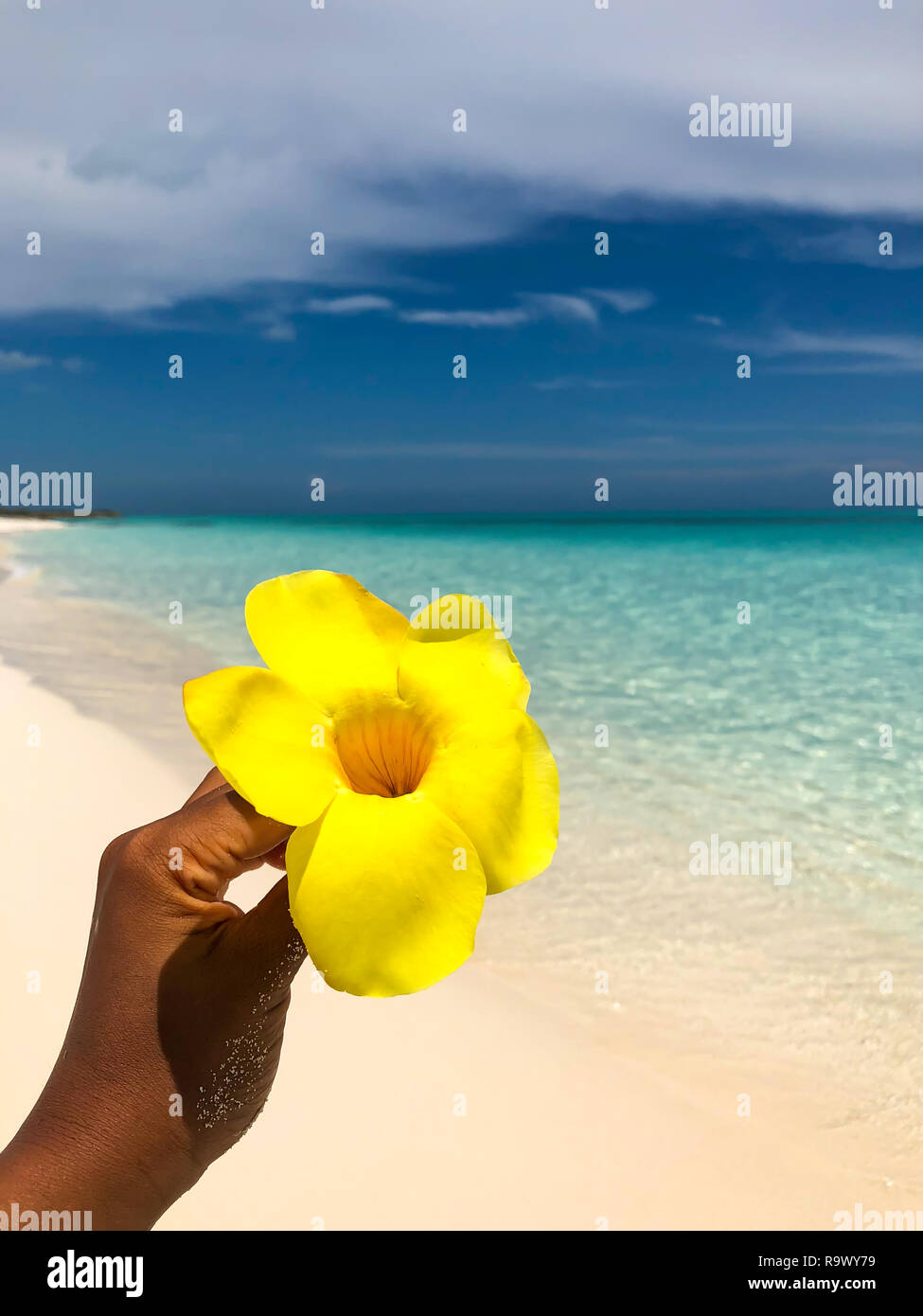 Gelbe Blume in weiblicher Hand vor einem wunderschönen weißen Sandstrand, kristallklares Wasser und blauen Himmel im Hintergrund. Stockfoto