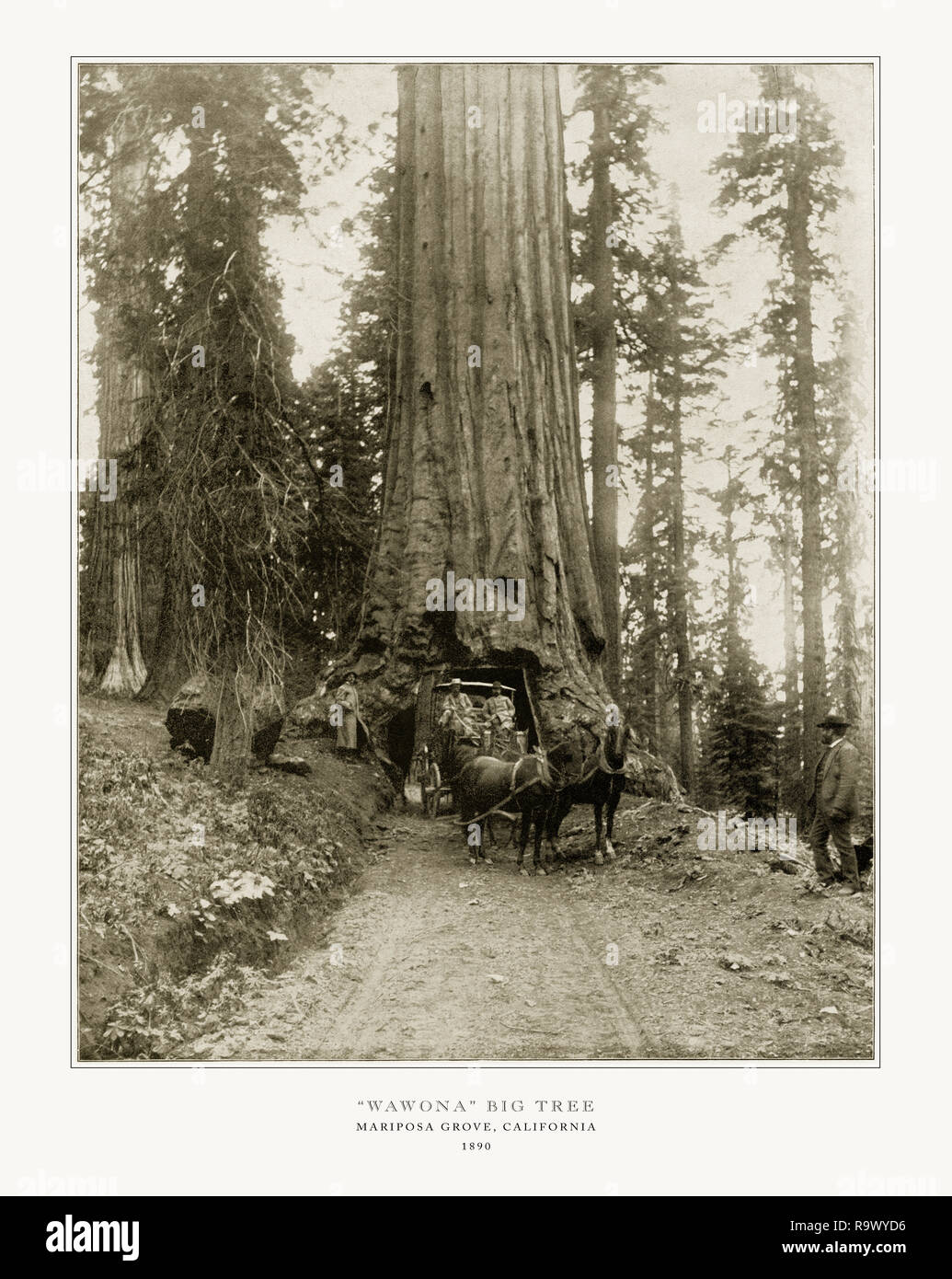 Wawona Big Tree, Mariposa Grove, Kalifornien, Vereinigte Staaten, antiken amerikanischen Foto, 1893 Stockfoto