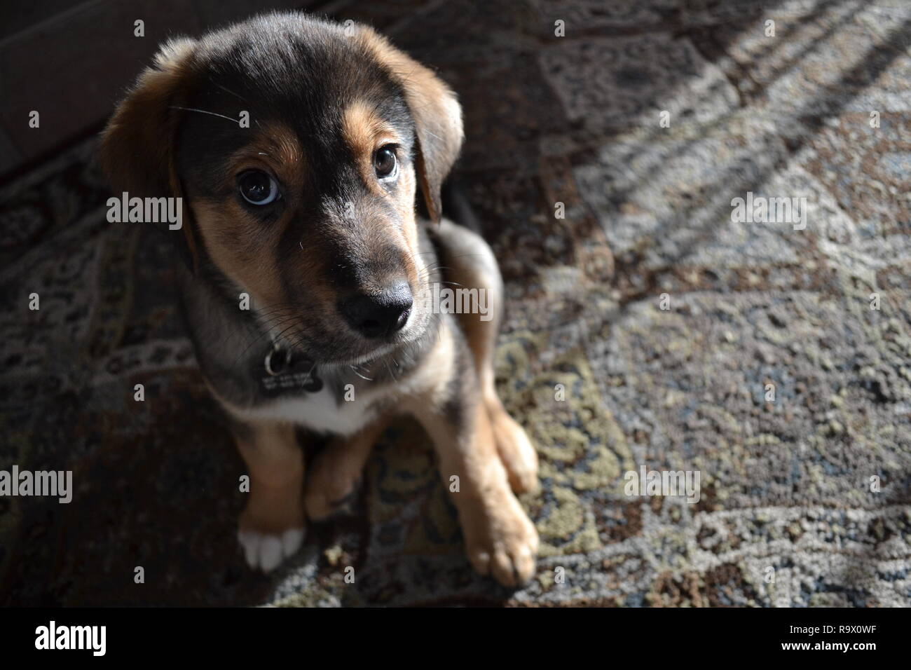 Neugeborener Heiserer Welpe Stockfotos Und Bilder Kaufen Alamy