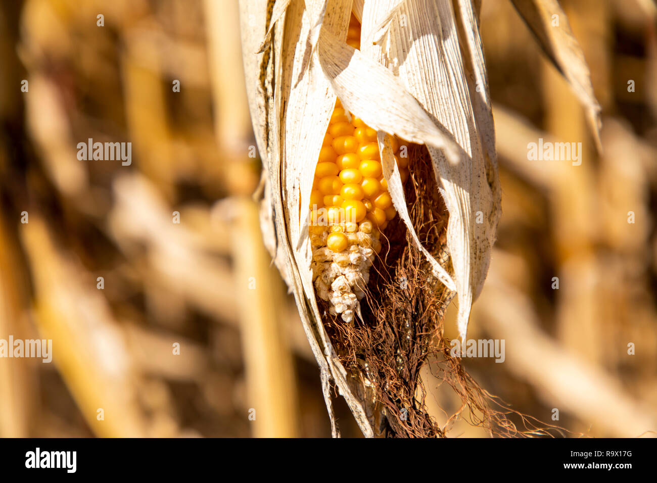 Maisfeld ausgetrocknet und nur gewachsen, niedrige, kleine Maiskolben, durch Trockenheit des Sommers, in der Nähe von MŸlheim an der Ruhr, Deutschland, Sommer 2018 Stockfoto