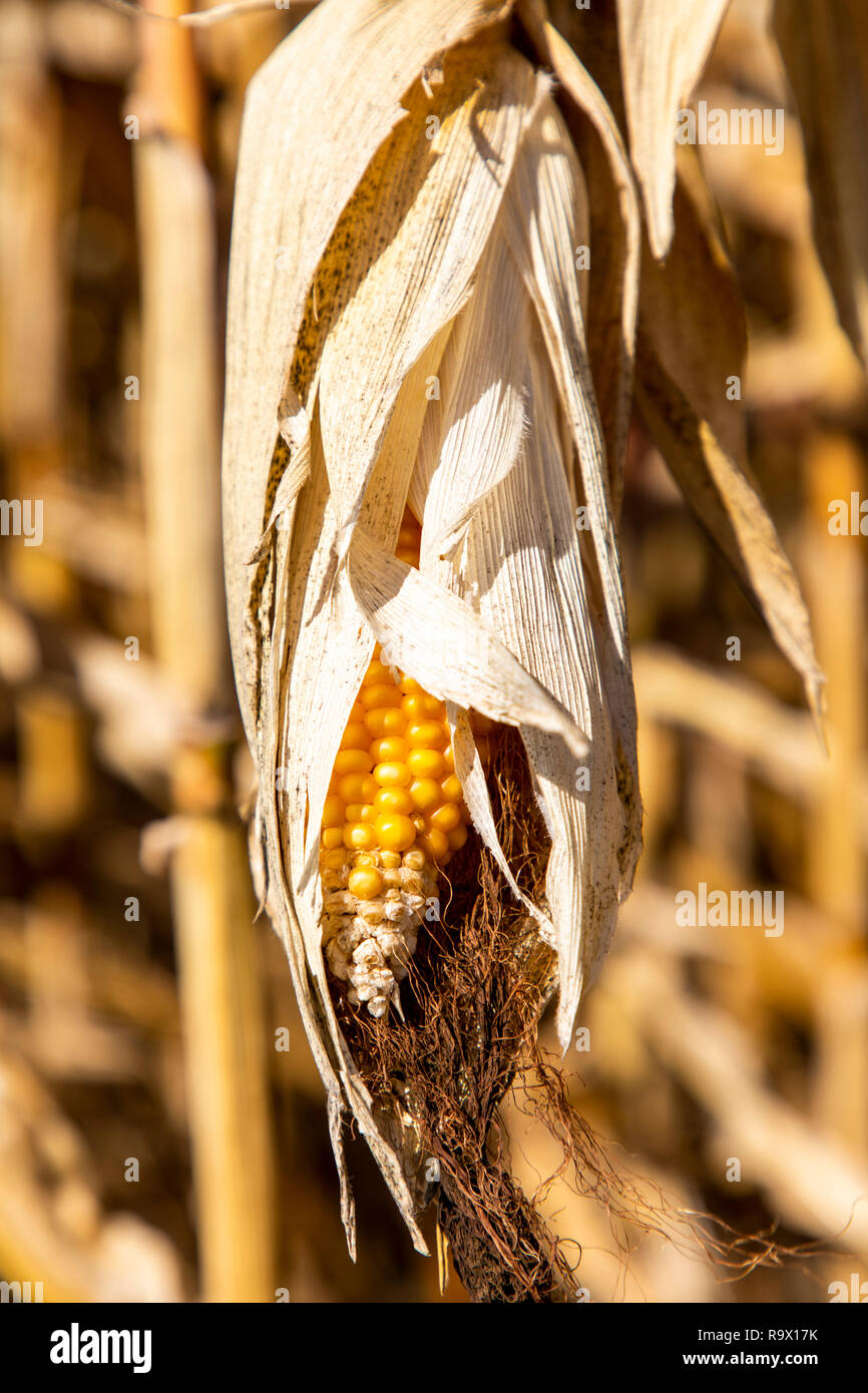 Maisfeld ausgetrocknet und nur gewachsen, niedrige, kleine Maiskolben, durch Trockenheit des Sommers, in der Nähe von MŸlheim an der Ruhr, Deutschland, Sommer 2018 Stockfoto