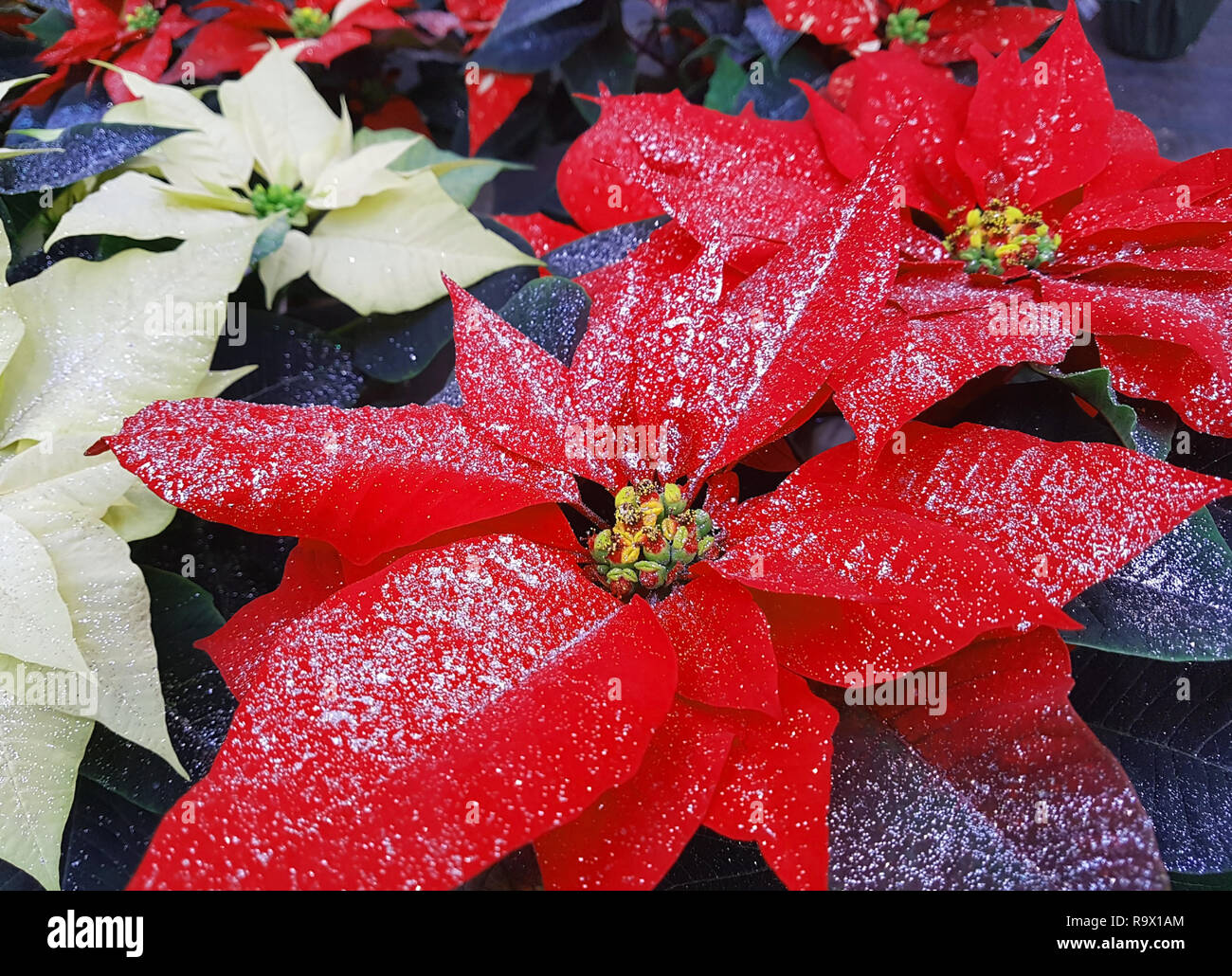 Weihnachtsstern Pflanzen Auch Als Christmas Star Mit Glitzer