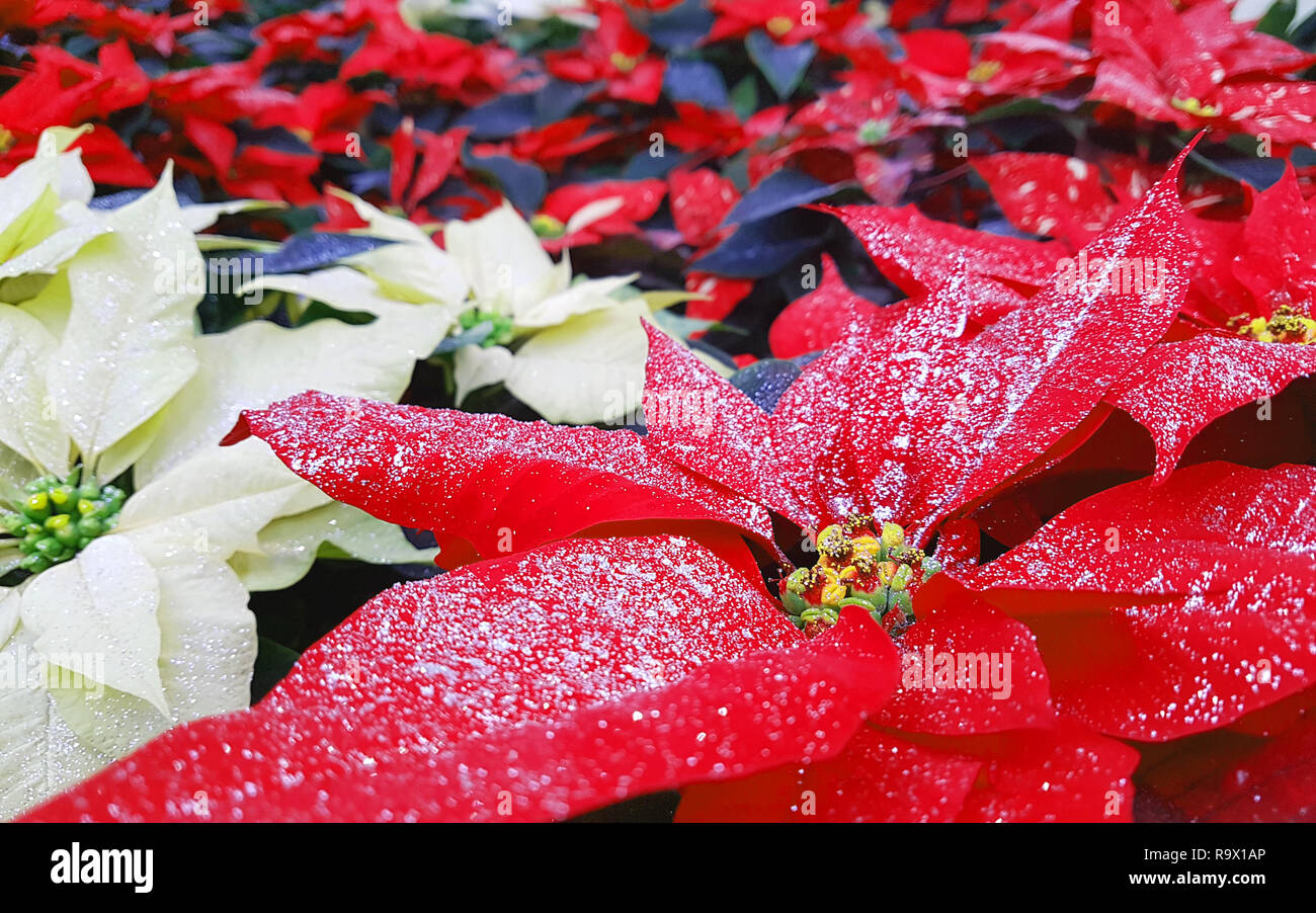 Weie und rote Bltter der Weihnachtsstern Pflanze namens auch Weihnachten  Sterne Stockfotografie - Alamy