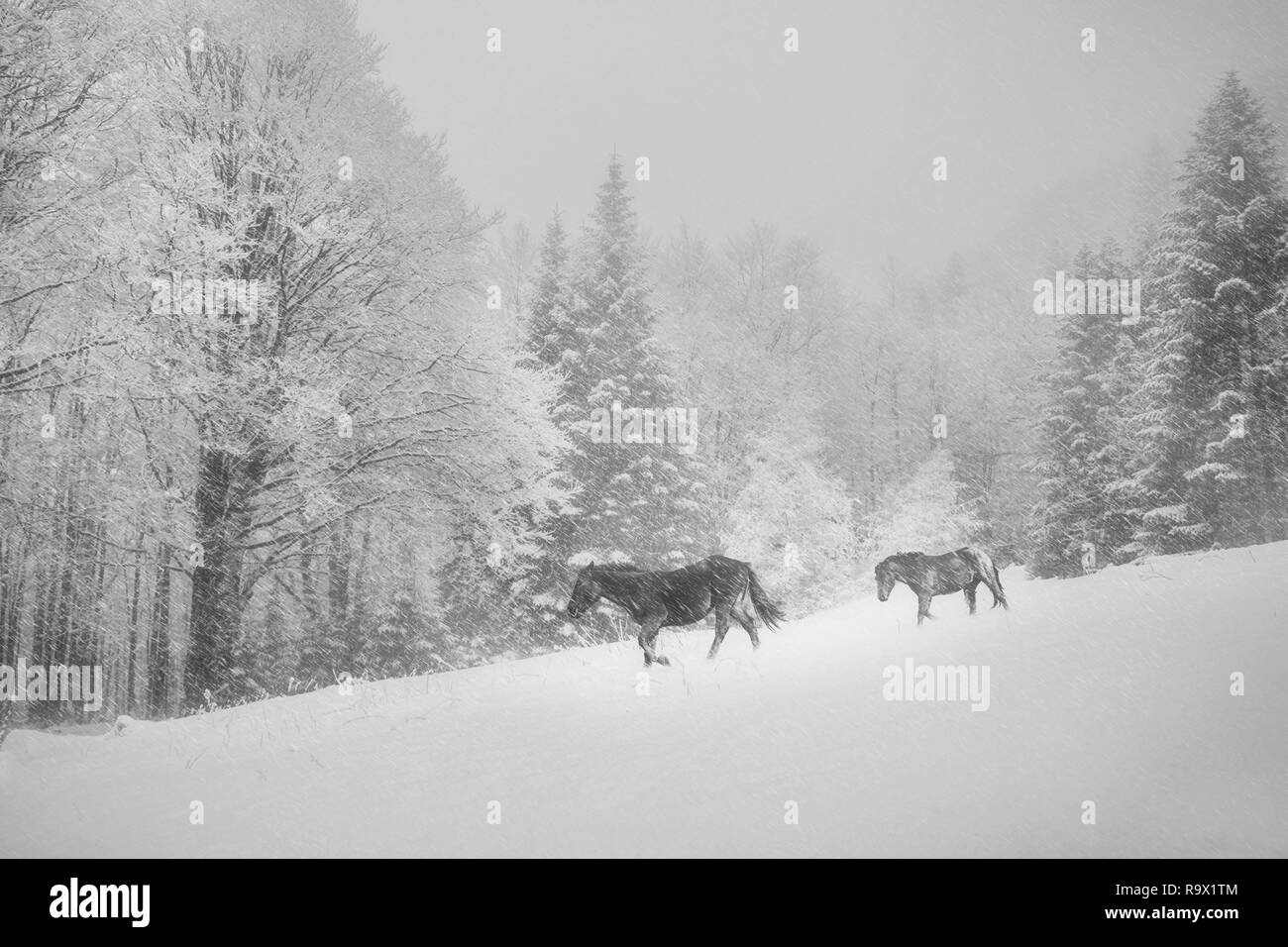 Wilde Pferde im Schnee Sturm, alte Berg, Central Balkan Wildlife Sanctuary, Bulgarien, Europa Stockfoto