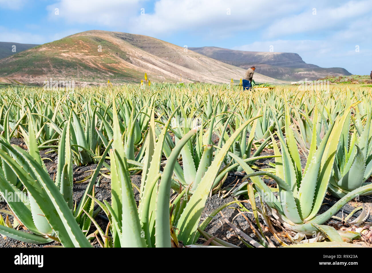 Aloe Vera Felder Plantage in Lanzarote, Kanarische Inseln, Spanien  Stockfotografie - Alamy