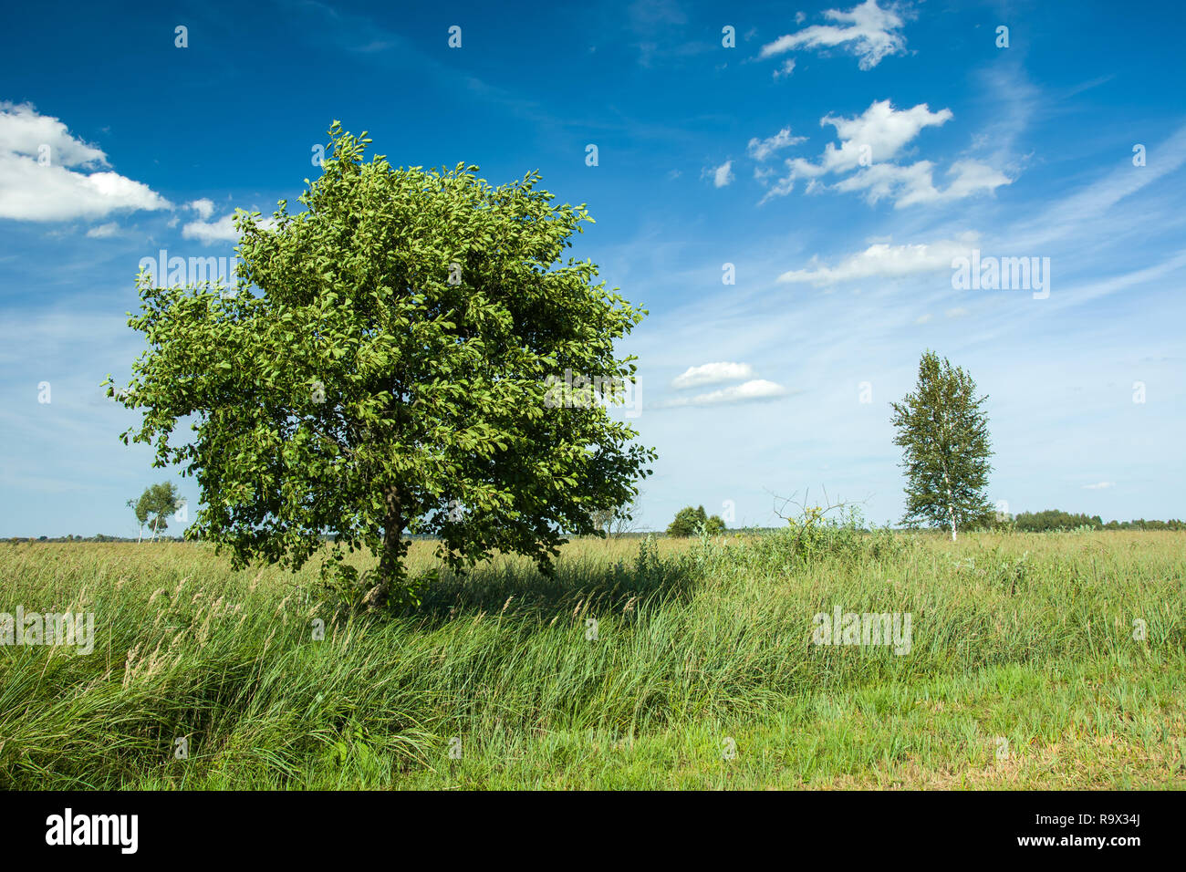 Sommergrüne Baum auf der Wiese, Horizont und weißen Wolken am blauen Himmel Stockfoto