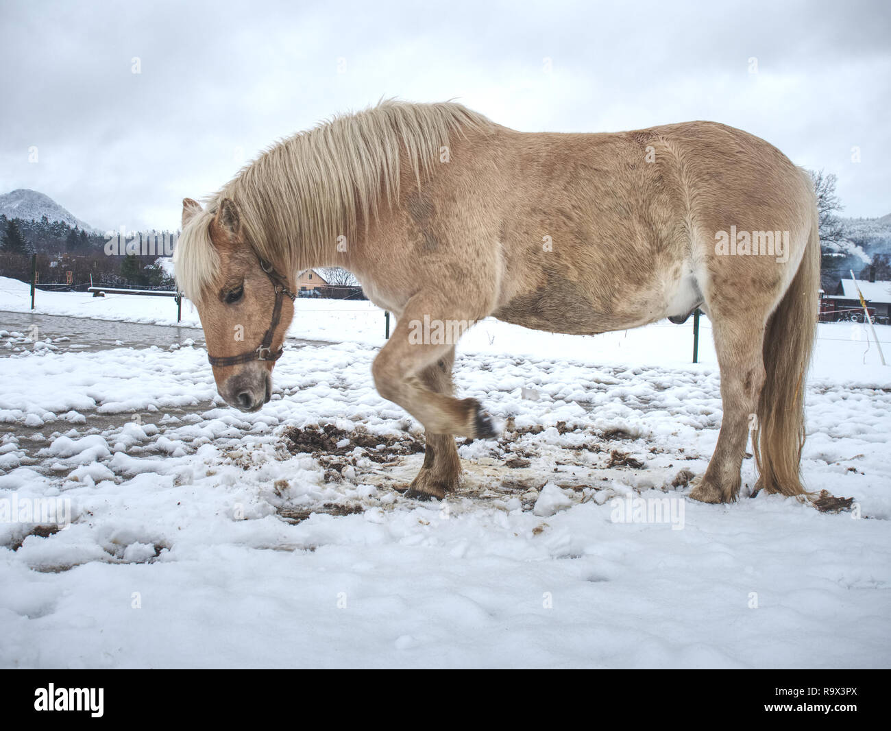 Weißes Pferd im Winter Wiese. Nasse schmutzige Pferd, zu Fuß auf dem Schnee Stockfoto