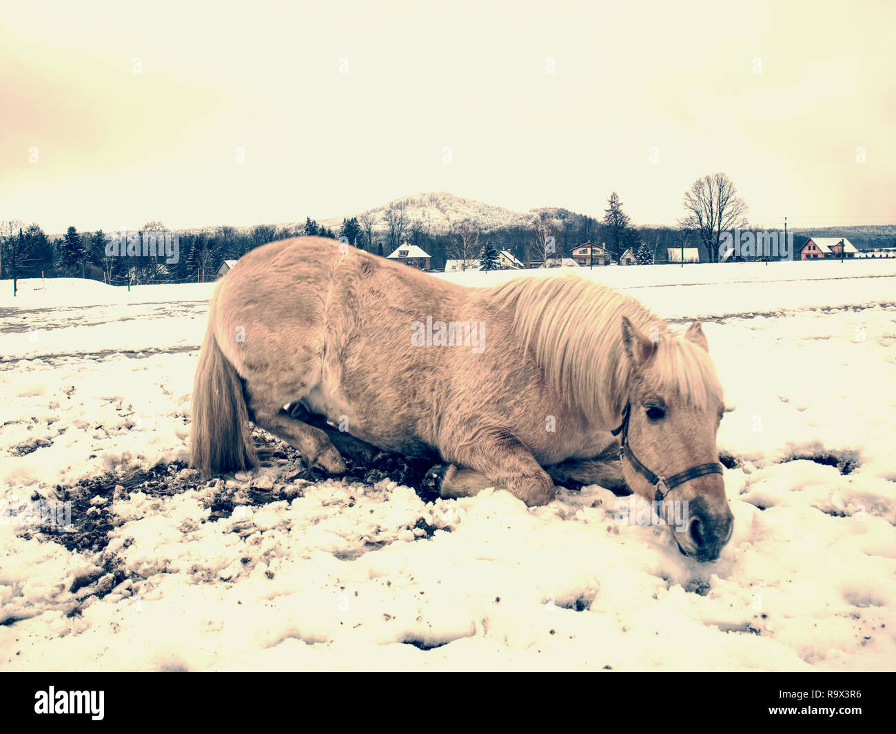 Gerne weißes Pferd liegend und Spielen im frischen Schnee Stockfoto