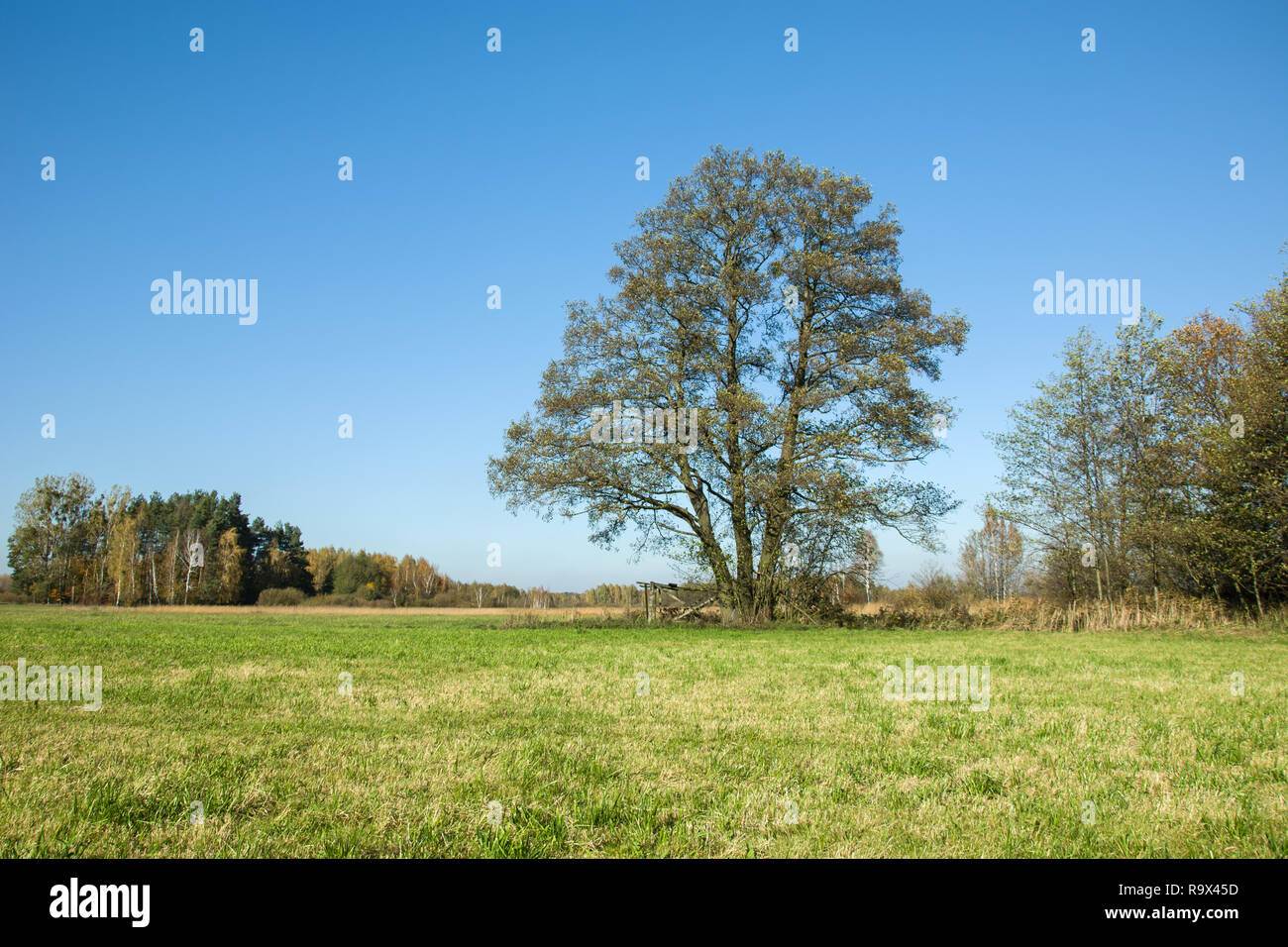 Großer Laubbaum auf der grünen Wiese und klaren Himmel Stockfoto