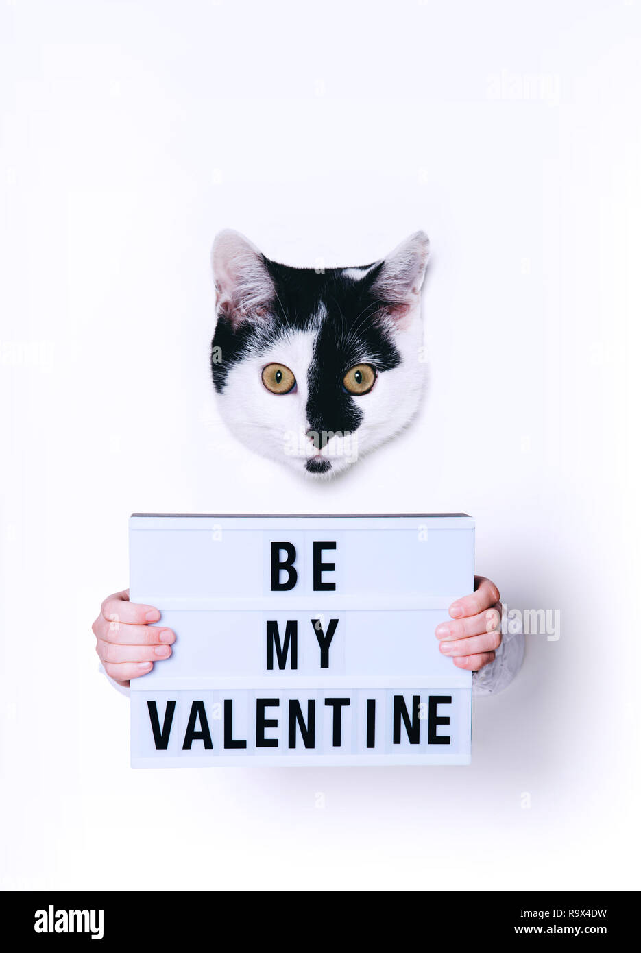 Süße Katze holding My Valentine Zeichen auf weißem Hintergrund. Minimal Art Stil. Stockfoto