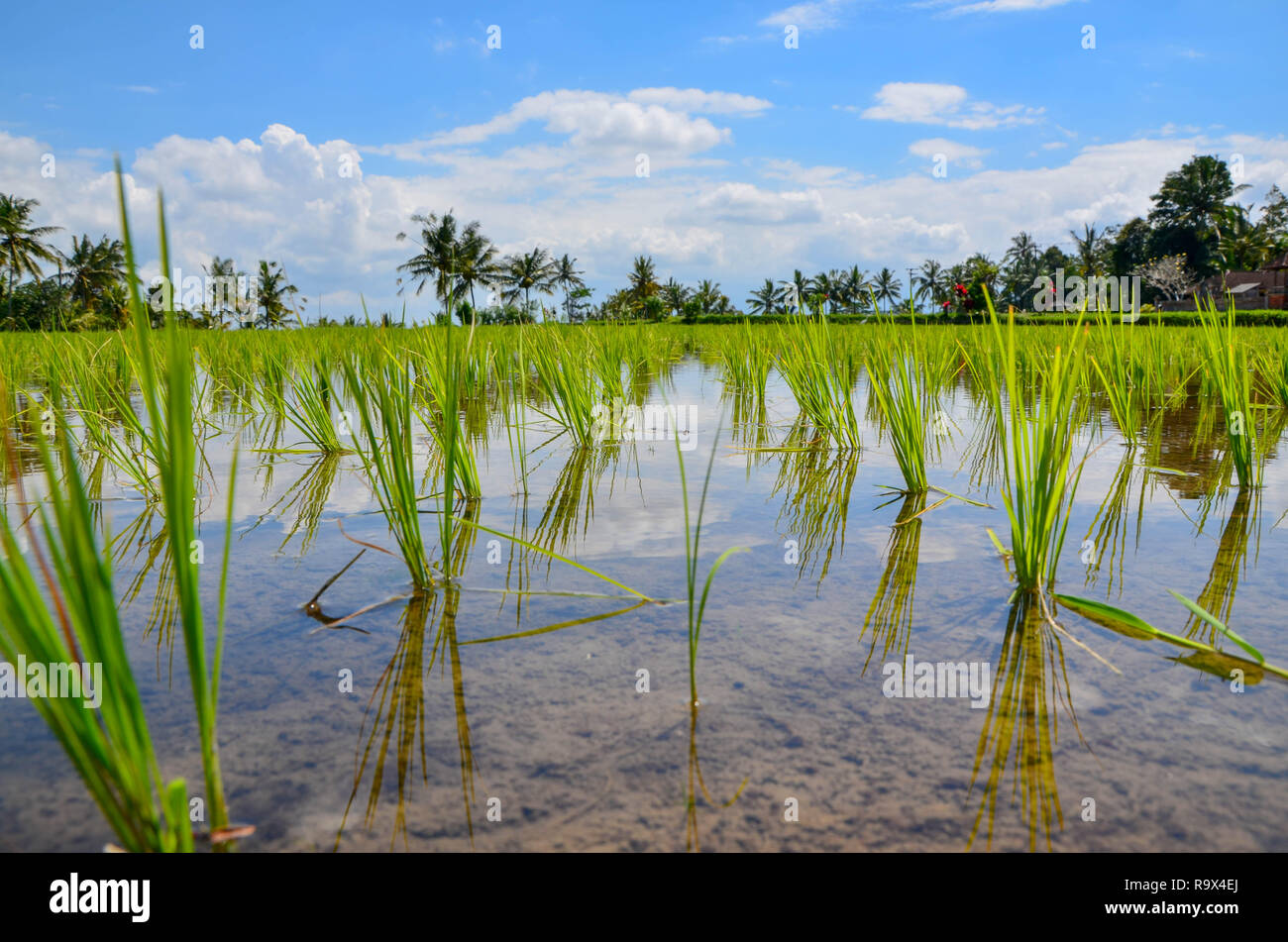 Reisfelder in Ubud auf Bali, Indonesien Stockfoto