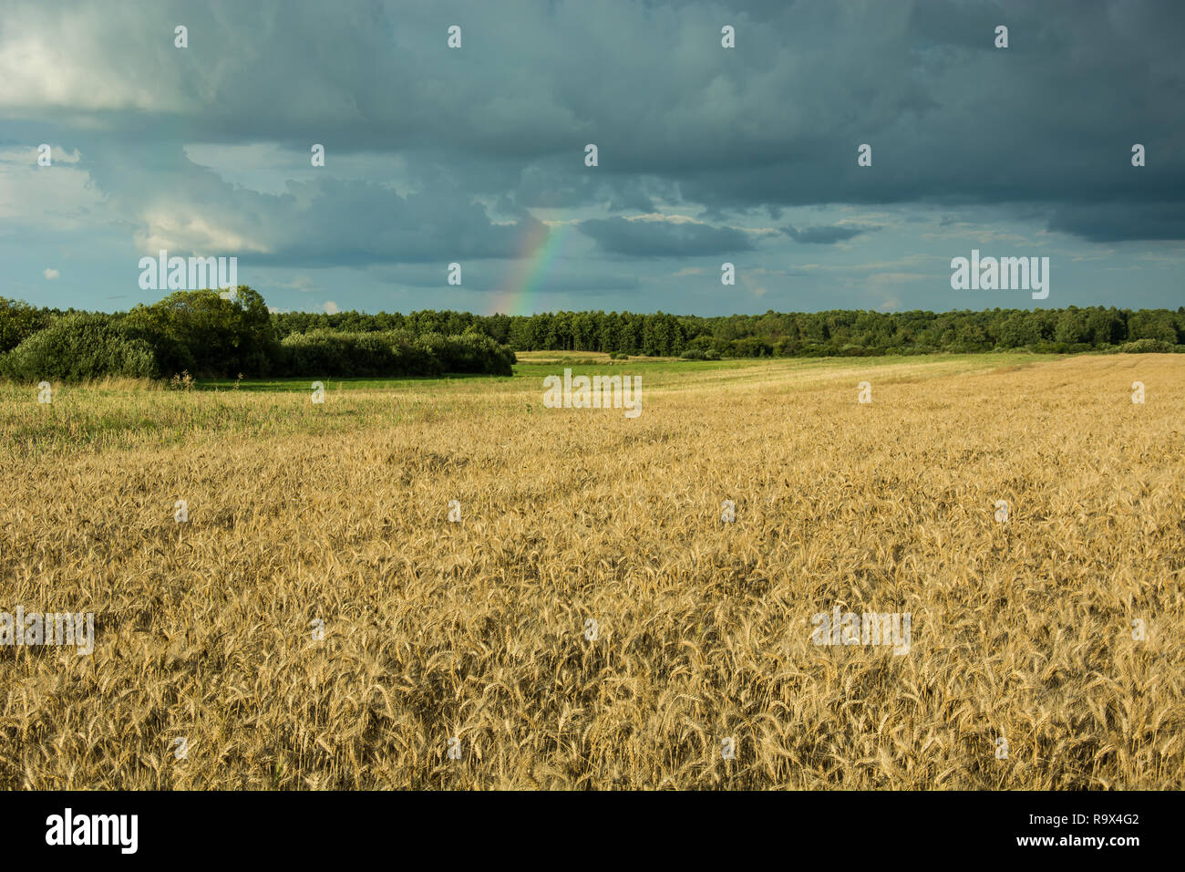 Feld Struktur und bewölkter Himmel Stockfoto