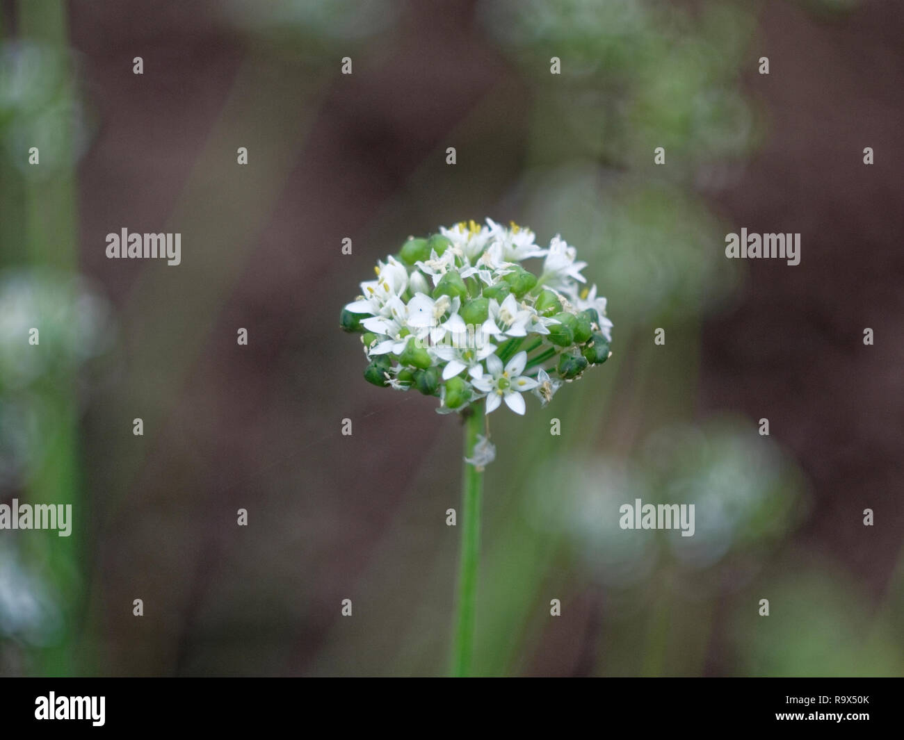 Die weißen Blüten der Zwiebeln im Herbst Garten, Russland Stockfoto