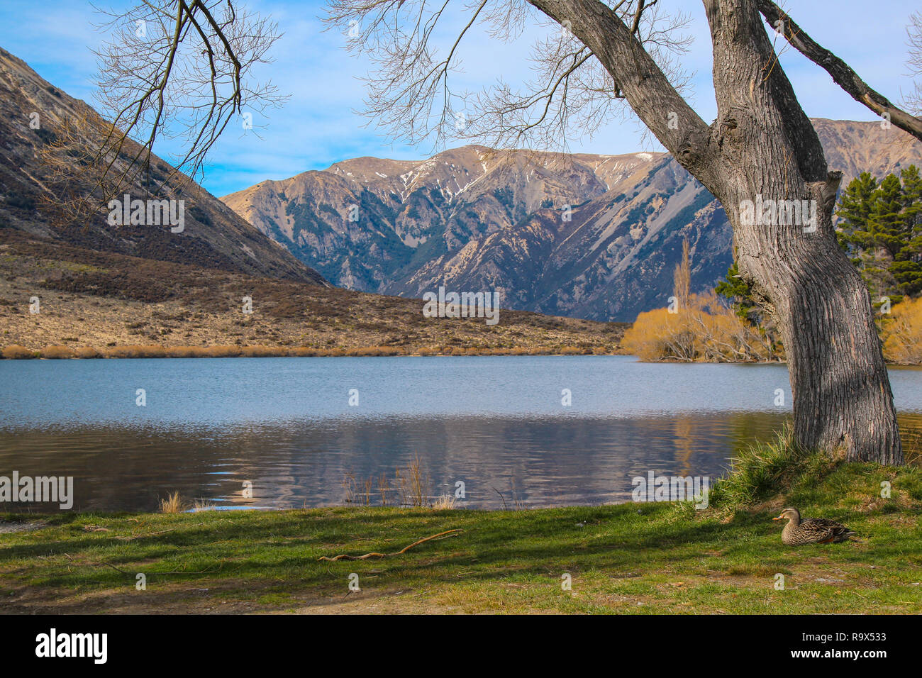 See Pearson/Moana Rua Wildlife Refuge, Südinsel, Neuseeland Stockfoto