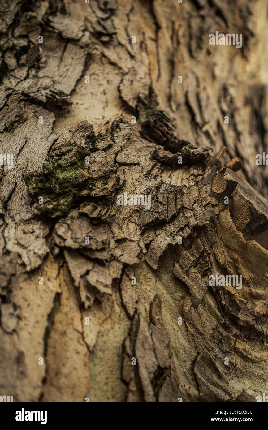 Kreative Rinde von Platanus occidentalis, Bergahorn, planetree, Buttonwood Stockfoto