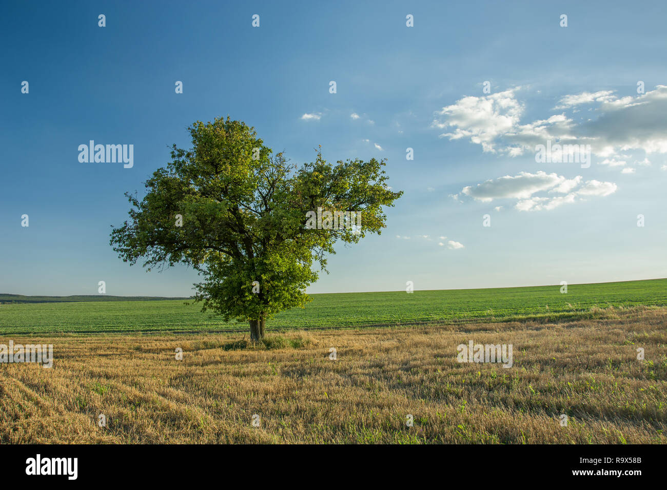 Großer Laubbaum auf einer Gemähten Feld, Horizont und Wolken am blauen Himmel Stockfoto