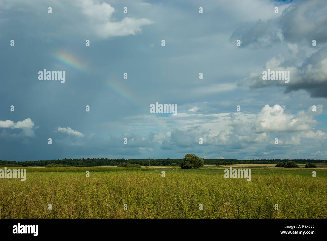 Feld mit Getreide, Horizont und Rainbow an einem bewölkten Himmel Stockfoto
