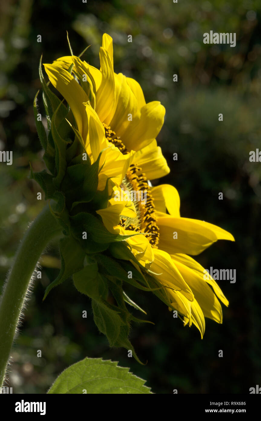 Helianthus sp.; Sonnenblumen in Swiss Cottage Garten, Walenstadt Stockfoto