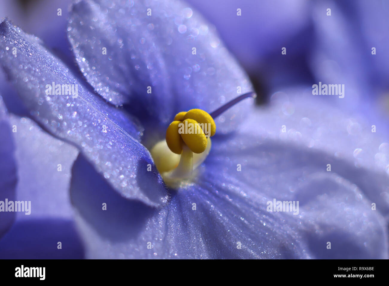 Blüte von einem blauen Afrikanischen Violett Stockfoto
