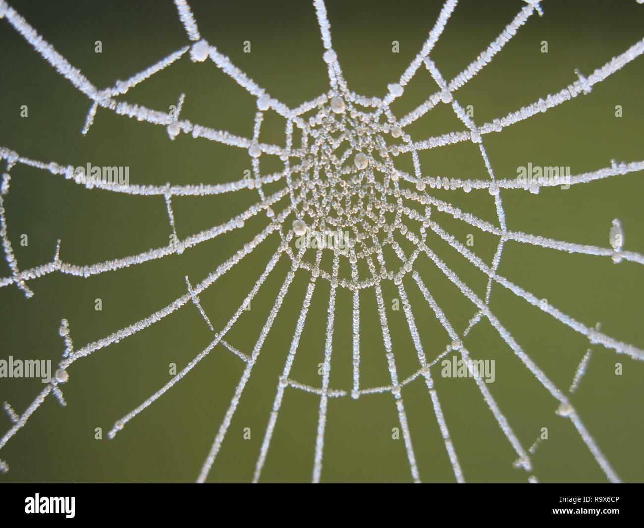 Ein sehr harter Frost hebt die komplexe Architektur und Schönheit eines Spinnennetzes, sowie die Bildung von Eiskristallen. Stockfoto