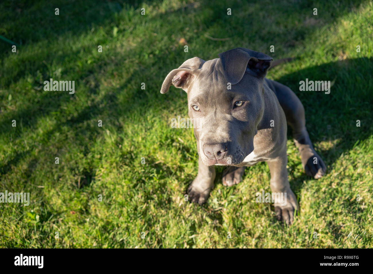 Reinrassigen Stammbaum Pit Bull Dog steht im Gras in der Sonne wie ein neugieriger Hund Stockfoto